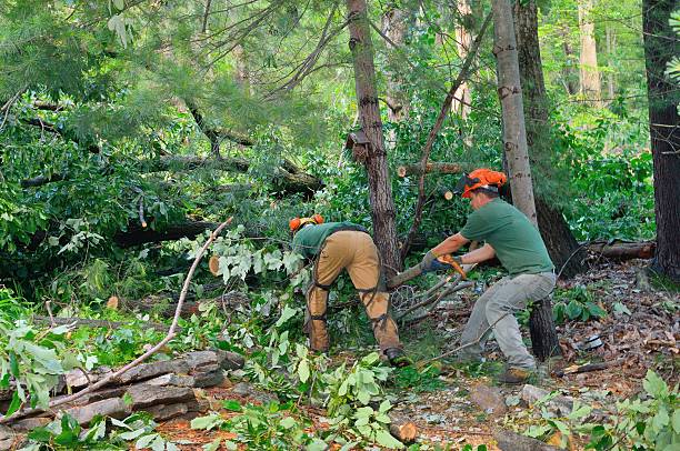 Reliable Heathrow, FL Tree Service Solutions